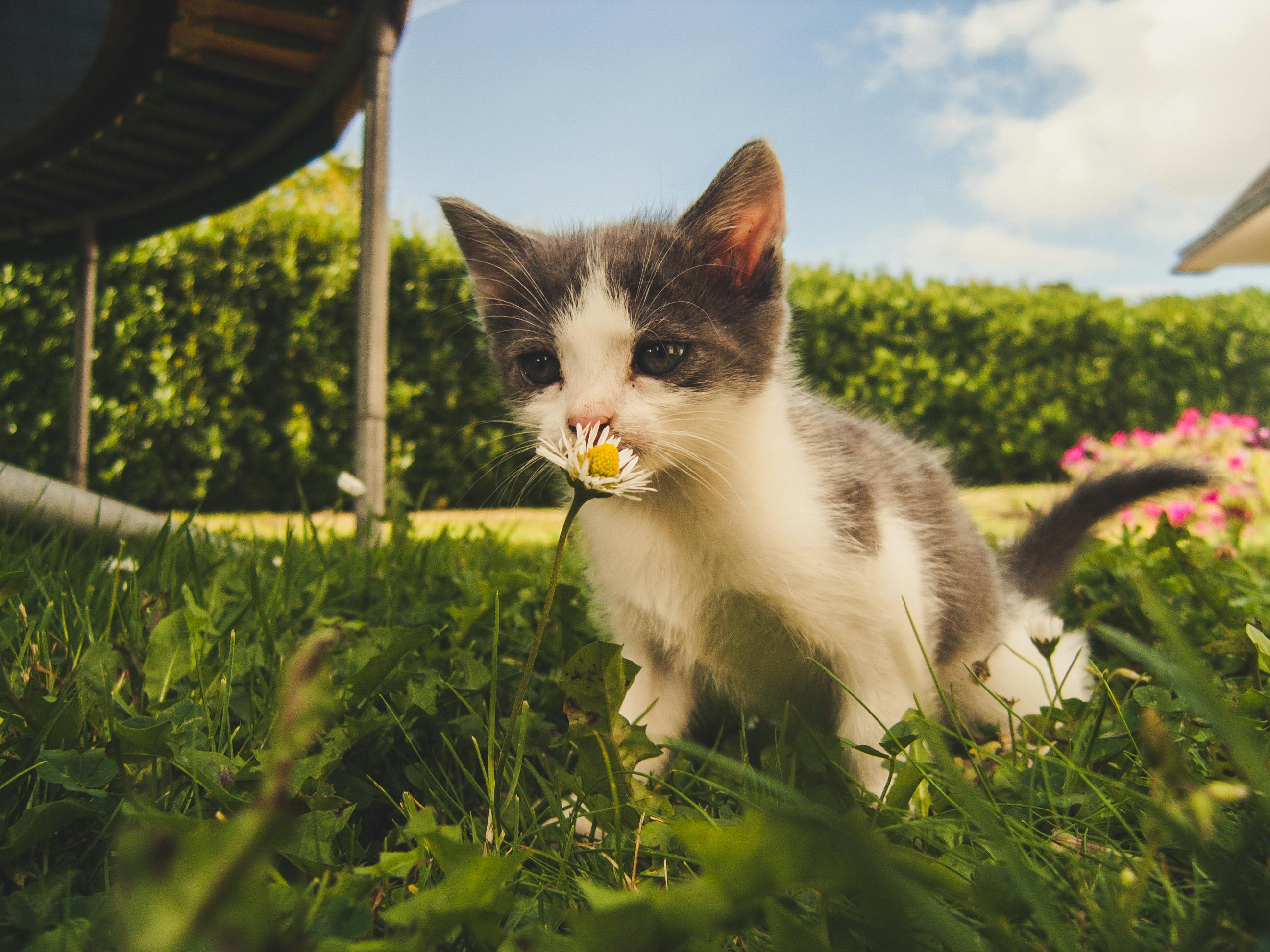 Kitten smelling flowers