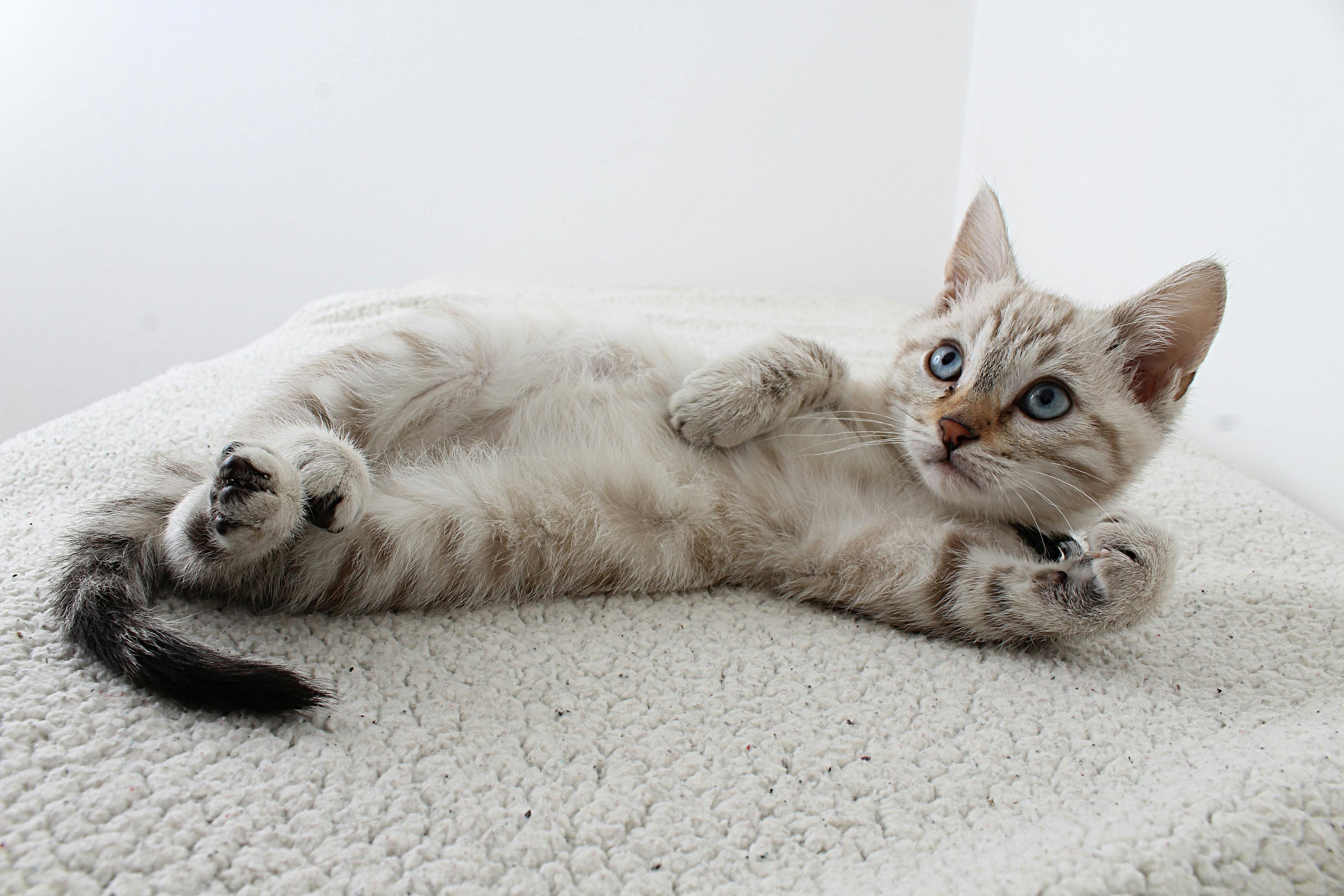 Kitten laying